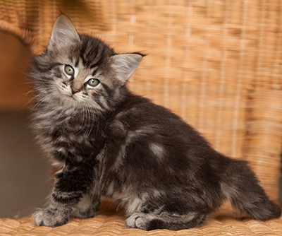 Judy - 7 weeks old