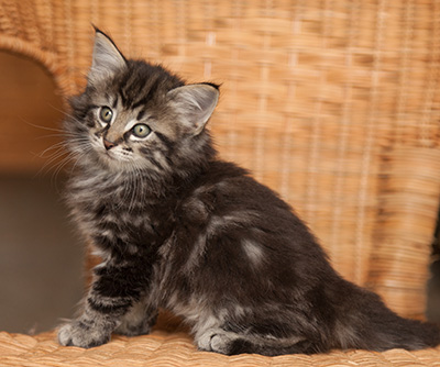 Judy - 7 weeks old