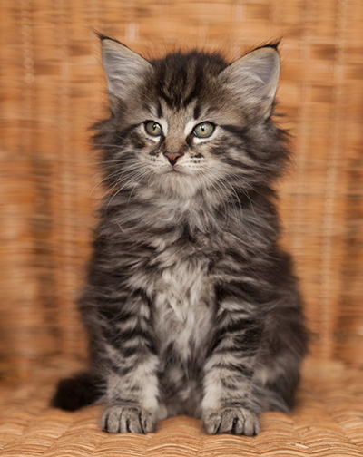 Judy - 7 weeks old