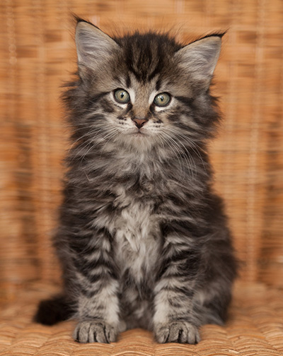 Judy - 7 weeks old