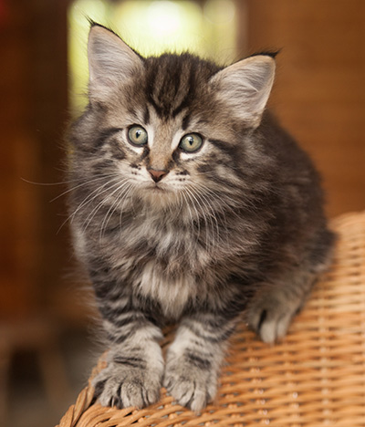 Judy - 7 weeks old