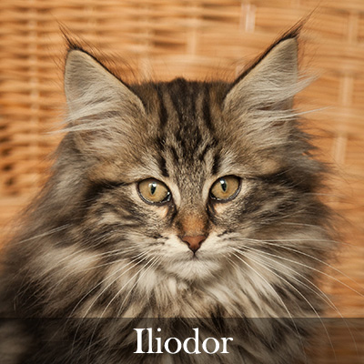 Iliodor