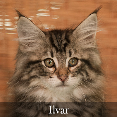 Ilvar