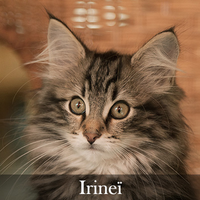 Irineï