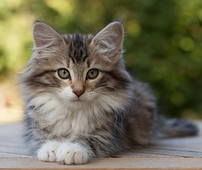 Margreth - 12 weeks old