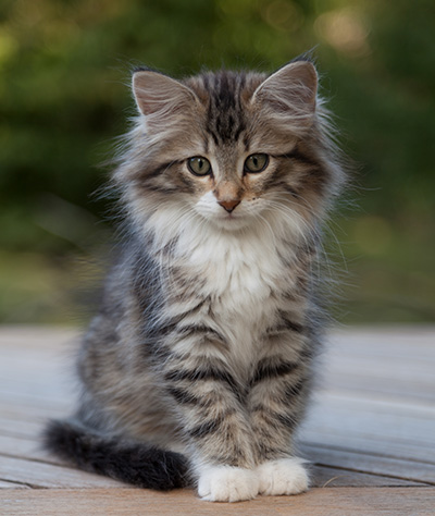 Margreth - 12 weeks old