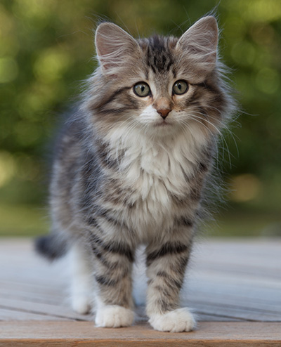 Margreth - 12 weeks old