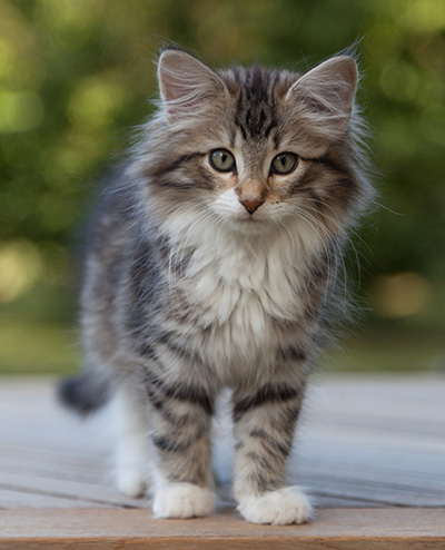Margreth - 12 weeks old