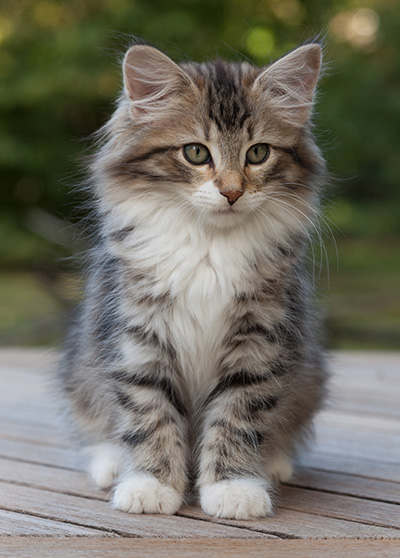 Margreth - 12 weeks old