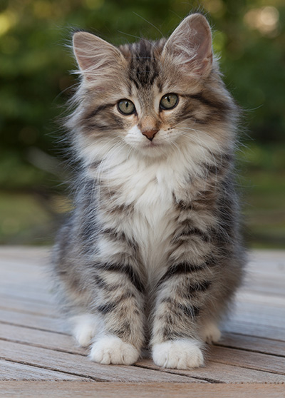Margreth - 12 weeks old
