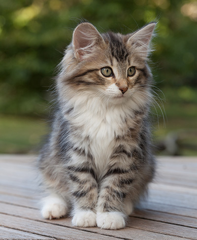 Margreth - 12 weeks old