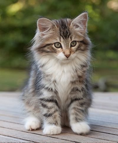 Margreth - 12 weeks old