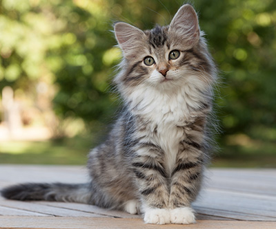 Margreth - 12 weeks old