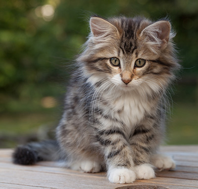 Margreth - 12 weeks old