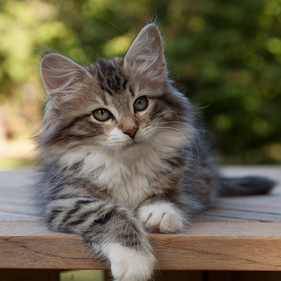 Margreth - 12 weeks old