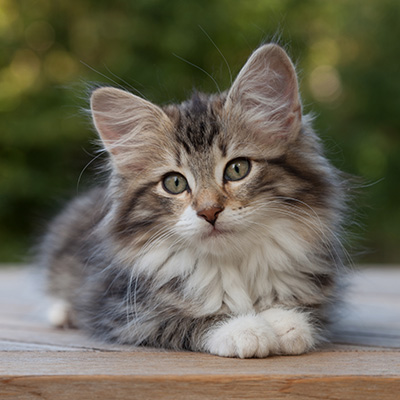 Margreth - 12 weeks old