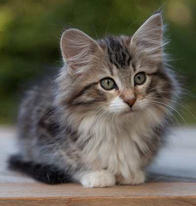 Margreth - 12 weeks old