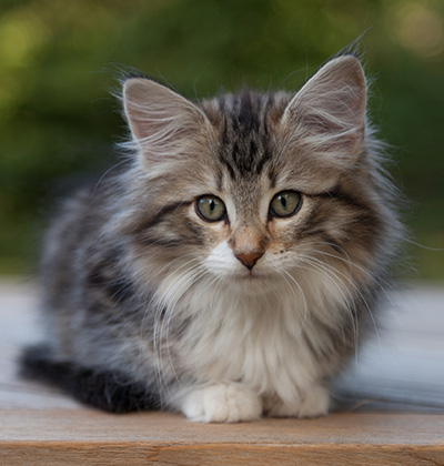 Margreth - 12 weeks old