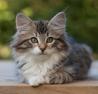 Margreth - 12 weeks old