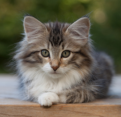 Margreth - 12 weeks old