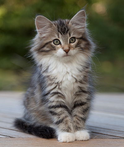 Margreth - 12 weeks old