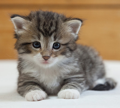 Margreth - 3 weeks old