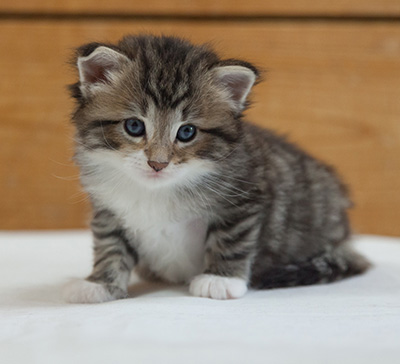 Margreth - 3 weeks old