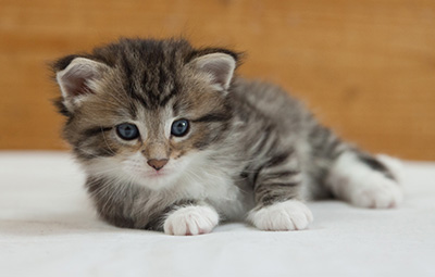 Margreth - 3 weeks old