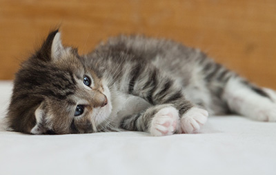 Margreth - 3 weeks old