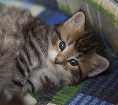Margreth - 3 weeks old