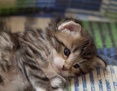 Margreth - 3 weeks old