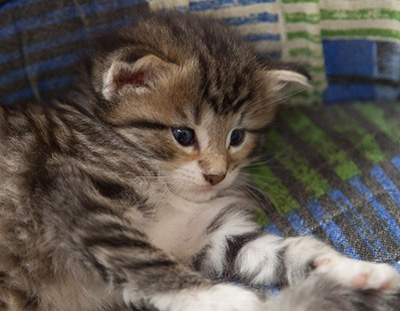 Margreth - 3 weeks old