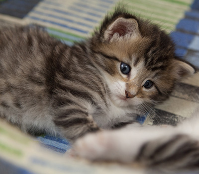 Margreth - 3 weeks old