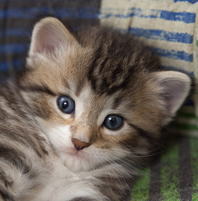 Margreth - 3 weeks old