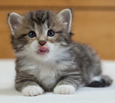 Margreth - 3 weeks old