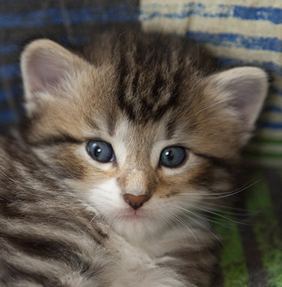 Margreth - 3 weeks old