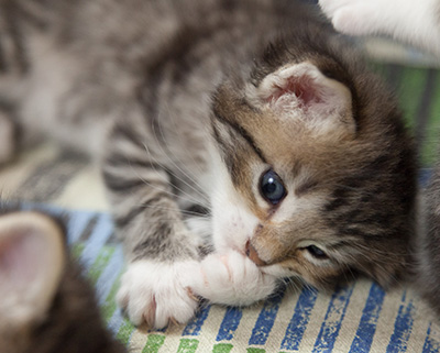 Margreth - 3 weeks old
