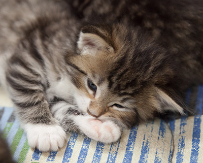 Margreth - 3 weeks old