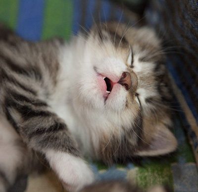 Margreth - 3 weeks old