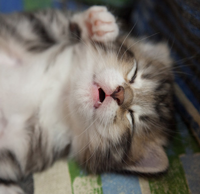 Margreth - 3 weeks old