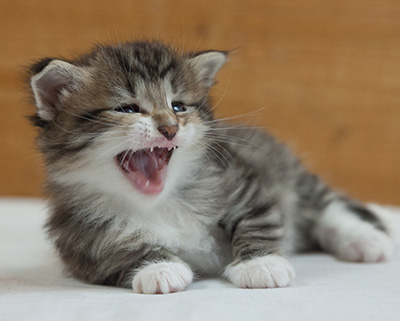 Margreth - 3 weeks old