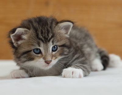 Margreth - 3 weeks old