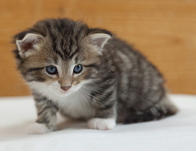 Margreth - 3 weeks old