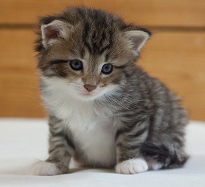 Margreth - 3 weeks old