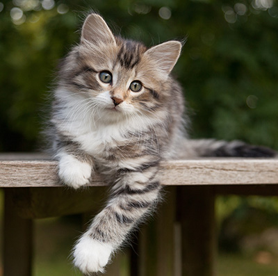 Margreth - 9 weeks old