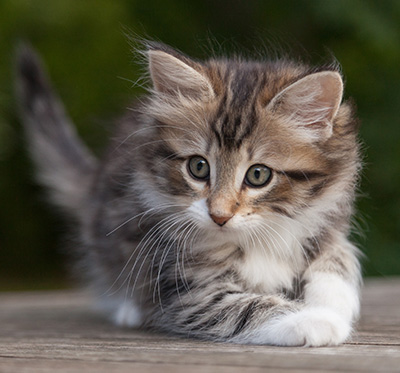 Margreth - 9 weeks old