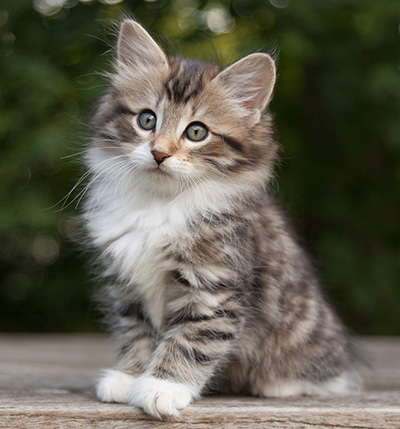 Margreth - 9 weeks old