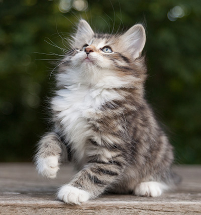 Margreth - 9 weeks old
