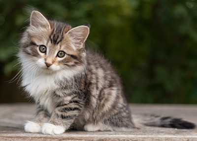Margreth - 9 weeks old