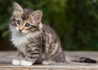 Margreth - 9 weeks old